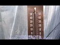 [Home Gardening] Strawberry Cultivation February ④ Be careful not to overdo the fertilization! Th...
