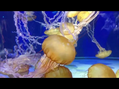 Visit Aquarium of the Pacific in Long Beach - YouTube thumbnail