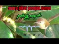 Download Lagu PALING AMPUH TERBARU || Suara pikat PRENJAK LUMUT pagi siang sore #suarapikatampuh #suarapikat #fyp