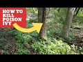 How to identify and kill poison ivy And flying the drone in the woods MCG
