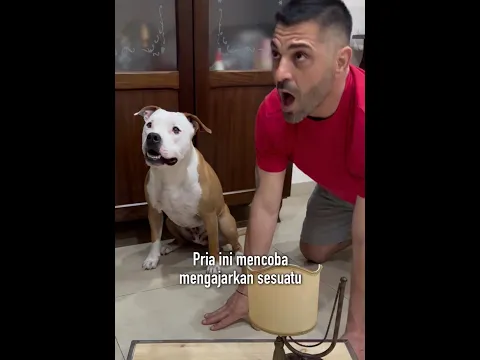 Anjing Ini Memperhatikan Dengan Serius, Lalu…