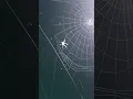 Download Lagu Zygiella x-notata - Missing Sector Orbweaver #spider #life #entomology #love #bug #cute #hartlepool