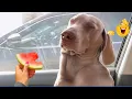 Download Lagu The Funniest Animal Videos Compilation 😹🐶 Crazy Funny Dogs That Will Make You Laugh Nonstop 🤣