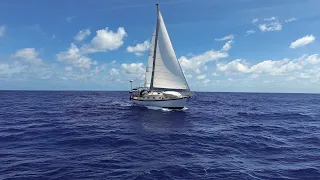 Sailing With Phoenix | Oliver Live Stream