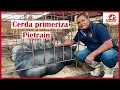 Download Lagu Edad apta para la monta en cerdas primerizas 🐷 | Granja San Lucas