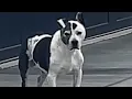 Download Lagu Dog's emotional response to friend who has dementia
