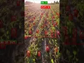 Human vs AI Counting Challenge Who Wins Manual Counting Nah YOLO Does It Faster