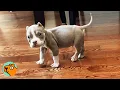 Woman Didn t Want This Puppy Now He s Her Everything Cuddle Buddies