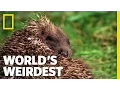 Download Lagu Egels zijn dol op gif | De vreemdste ter wereld
