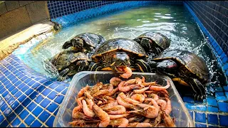 Tortugas comiendo gambas como locas!!🦐😨
