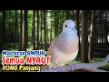 Download Lagu KUTUT GACOR 24 JAM? Ternyata Cuma Butuh Rekaman Suara Ini!