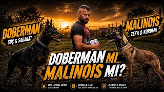 BELÇİKA KURDU MU ⁉️ DOBERMAN MI ⁉️ #eyüpdoğan #malinois 