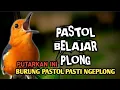 Download Lagu Terapi pagi burung Anis merah pastol belajar ngeplong
