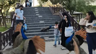 peacock attacks kids for 1 minute straight