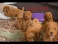 Cavoodle dogs playing barking with their 7 5 week old puppies - make you laugh out loud