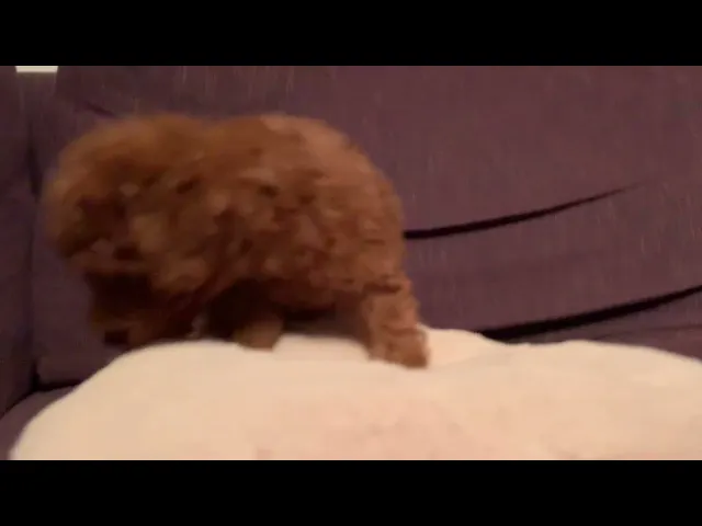 動画