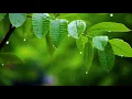 Download Lagu 기치유 명상음악 🌿 몸과 마음을 치유하는 강력한 파동 | 스트레스 완전 해소