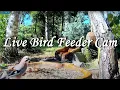 Download Lagu Live Bird Feeder Cam - Forest Nook - Polen, Zywiec