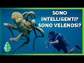 Lagu CURIOSITÀ SUL POLPO 🐙 🌊 | I polpi sono INTELLIGENTI? Sono VELENOSI?