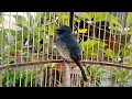 Download Lagu LANGSUNG RESPON!! Terapi Burung Selendang Biru Malas Bunyi