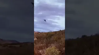 حجلة ذات ثلاثة العماير عاد طاحت 