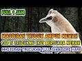 Download Lagu Masteran trucukan 1 JAM  Full Isian mewah, 100 % Jadikan Trucuk Anda Jadi Mewah