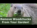 How to Remove Woodchucks from Your Garden Woodchuck trapping basics