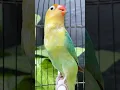 Suara Burung Lovebird
