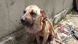 Tied Up, Starving, with a HUGE Swollen Face…Covered in a Thousand Flies… Benjamin’s Miraculous Fight