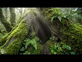 Calming Forest Sounds 🍃 Morning Birds Sounds and Relaxing Music for Stress Relief