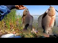 Download Lagu Mancing Nila teknik dasaran terbaru tercepat 100% Langsung dimakan!