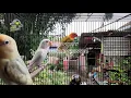 Download Lagu Pancingan dan TERAPI Lovebird Paud/Balibu sistem KOLONI 100% dijamin AMPUH