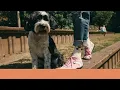 Meet the Rocket Dog Race Trainers Your New Everyday Kicks