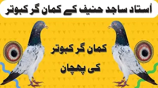 How To Identify A Kamangar Pigeon Ustad Sajid Hanif K Kamangar Kabootar 