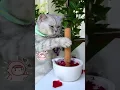 Download Lagu Cat Teaches you How to Make Pink Salt With Rose | Creative Food Ideas | Cat Cooking-TikTok #Shorts