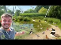Download Lagu Koleksi Kandang Burung TERHEBAT! | WWT Slimbridge