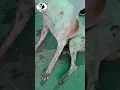 Download Lagu dog was brutally  abused in jodhpur ...useless govemnt in jodhpur sleeping