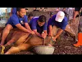 Download Lagu menjelang pemotongan Sapi Qurban Jumbo 2023 sekali tarik pake pisau super kecil || Idul Adha 1444.H👇