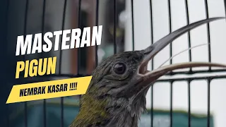 masteran pijantung gunung gacor