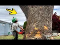 Removing The LARGEST Sycamore Tree I ve Ever Climbed