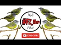 Download Lagu Mp3 Pikat Cikrak Bambu Ribut