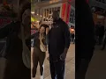 Shaq tries to go incognito in Toronto and still gets noticed