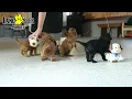Lively Cavapoo Puppies