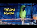 Download Lagu MASTERAN CUCAK IJO NGENTROK FULL TEMBAKAN KASAR