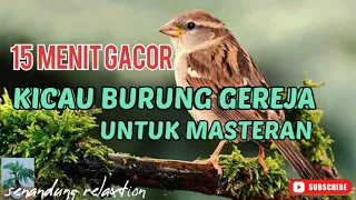 Download KICAU BURUNG GEREJA GACOR BUAT MASTERAN... (senandung relaxtion).. MP3