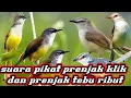 Download Lagu suara pikat prenjak klik prenjak sawah  mix prenjak tebu atau meong ribut ampuh pikat burung liar