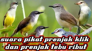 suara pikat prenjak klik prenjak sawah mix prenjak tebu atau meong ribut ampuh pikat burung liar