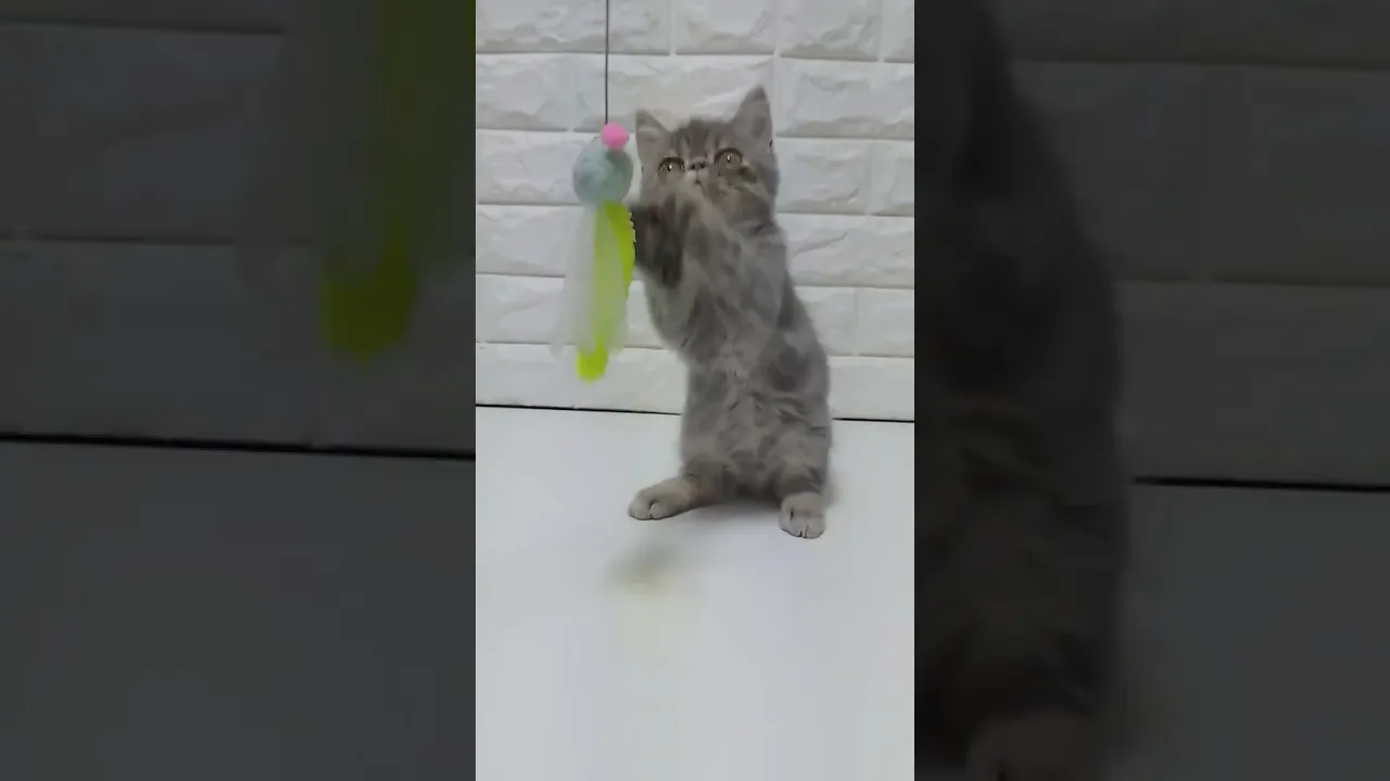 動画