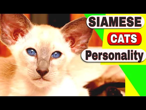 Download MP3 Siamese Cats Personality - Are Siamese cats aggressive?