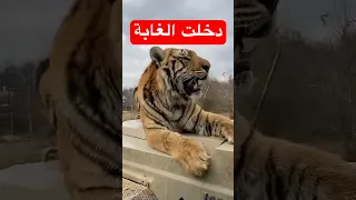 دخلت غابة الاسود و النمور دندنها